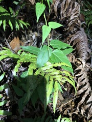 Vincetoxicum paniculatum