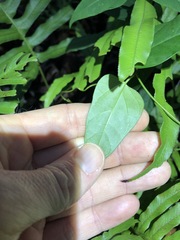 Vincetoxicum paniculatum