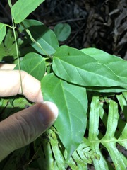 Vincetoxicum paniculatum