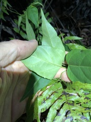 Vincetoxicum paniculatum