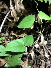 Vincetoxicum paniculatum