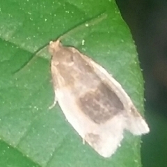 Clepsis melaleucanus