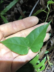 Vincetoxicum paniculatum