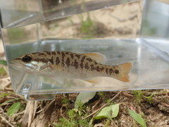 Micropterus coosae