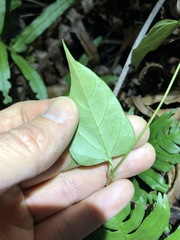 Vincetoxicum paniculatum