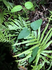 Vincetoxicum paniculatum