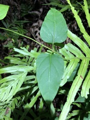 Vincetoxicum paniculatum
