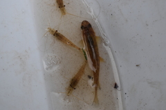 Paratya curvirostris