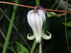 Clematis flaccida