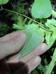 Vincetoxicum paniculatum