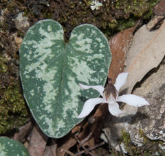 Cyclamen balearicum
