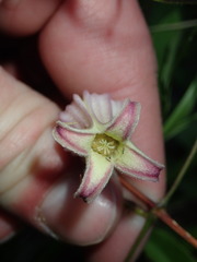 Clematis flaccida