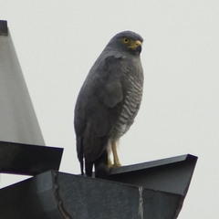 Rupornis magnirostris