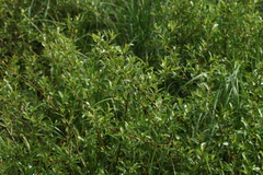 Salix phylicifolia