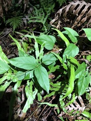 Vincetoxicum paniculatum