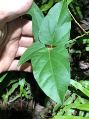 Vincetoxicum paniculatum