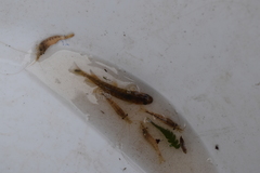 Paratya curvirostris