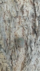 Pentatominae