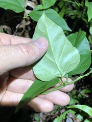 Vincetoxicum paniculatum