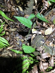 Vincetoxicum paniculatum