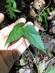 Vincetoxicum paniculatum