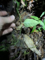 Vincetoxicum paniculatum