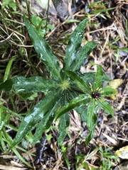 Paris polyphylla stenophylla