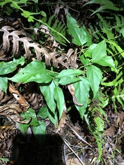 Vincetoxicum paniculatum