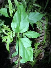 Vincetoxicum paniculatum