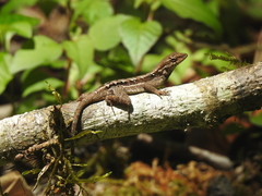 Anolis mccraniei