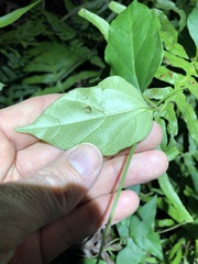Vincetoxicum paniculatum
