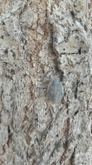 Pentatominae