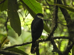 Accipiter striatus chionogaster