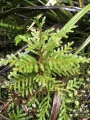 Libocedrus