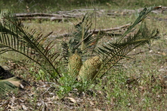 Macrozamia riedlei