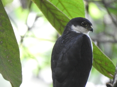 Accipiter striatus chionogaster
