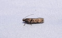 Dichomeris punctidiscellus