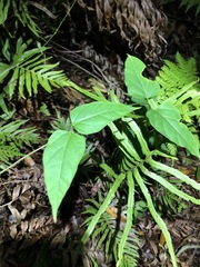 Vincetoxicum paniculatum