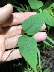 Vincetoxicum paniculatum