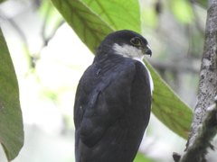 Accipiter striatus chionogaster