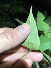 Vincetoxicum paniculatum