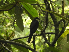 Accipiter striatus chionogaster