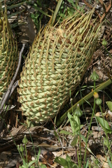 Macrozamia riedlei