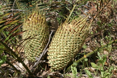 Macrozamia riedlei