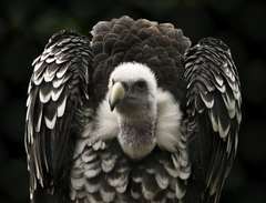 Rueppell's Vulture photo 3