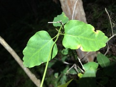 Vincetoxicum paniculatum