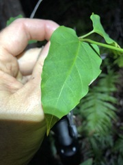 Vincetoxicum paniculatum