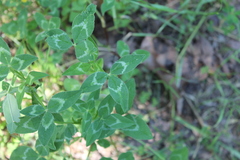 Trifolium vesiculosum
