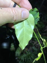 Vincetoxicum paniculatum