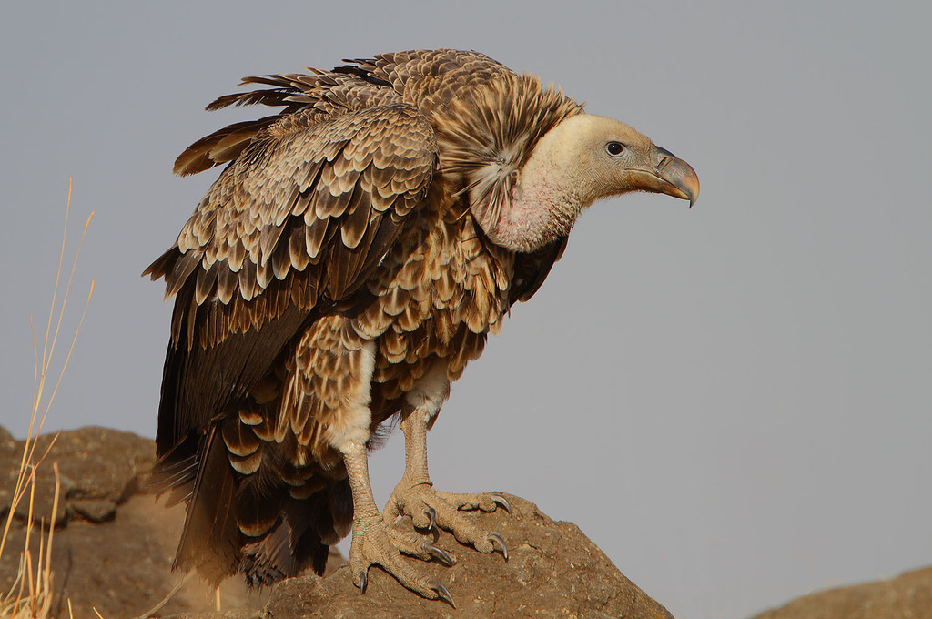 Rüppell's Griffon (Gyps rueppelli) photo